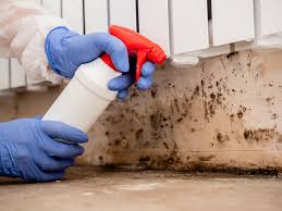 Best Mold Remediation for Healthcare Facilities  in English, IN